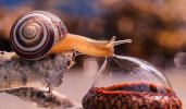 snail drinking.jpg