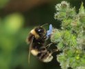 Bee on green Alkanet P6142232.jpg