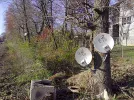 forest.webp