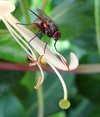 fly on honeysuckle.jpg