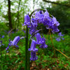 bluebells.jpg