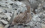 ptarmigan.jpg