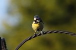 blue tit1.jpg