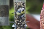 bluetit2.jpg