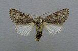 Acronicta_euphorbiae.male.jpg