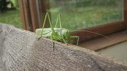 Green insect.JPG