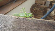 Green insect 2.JPG