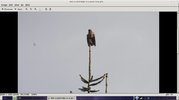 Bird of prey.jpg