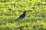 fieldfare.jpg