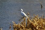 little egret.jpg