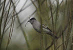 Blackcap.jpg