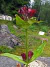 Unknown flower 1.jpg