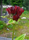 Unknown flower 2.jpg