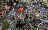 unknown cup lichen.jpg