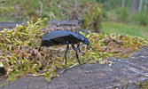 unknown oil beetle.jpg