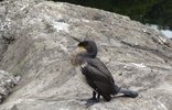 Cormorant.jpg